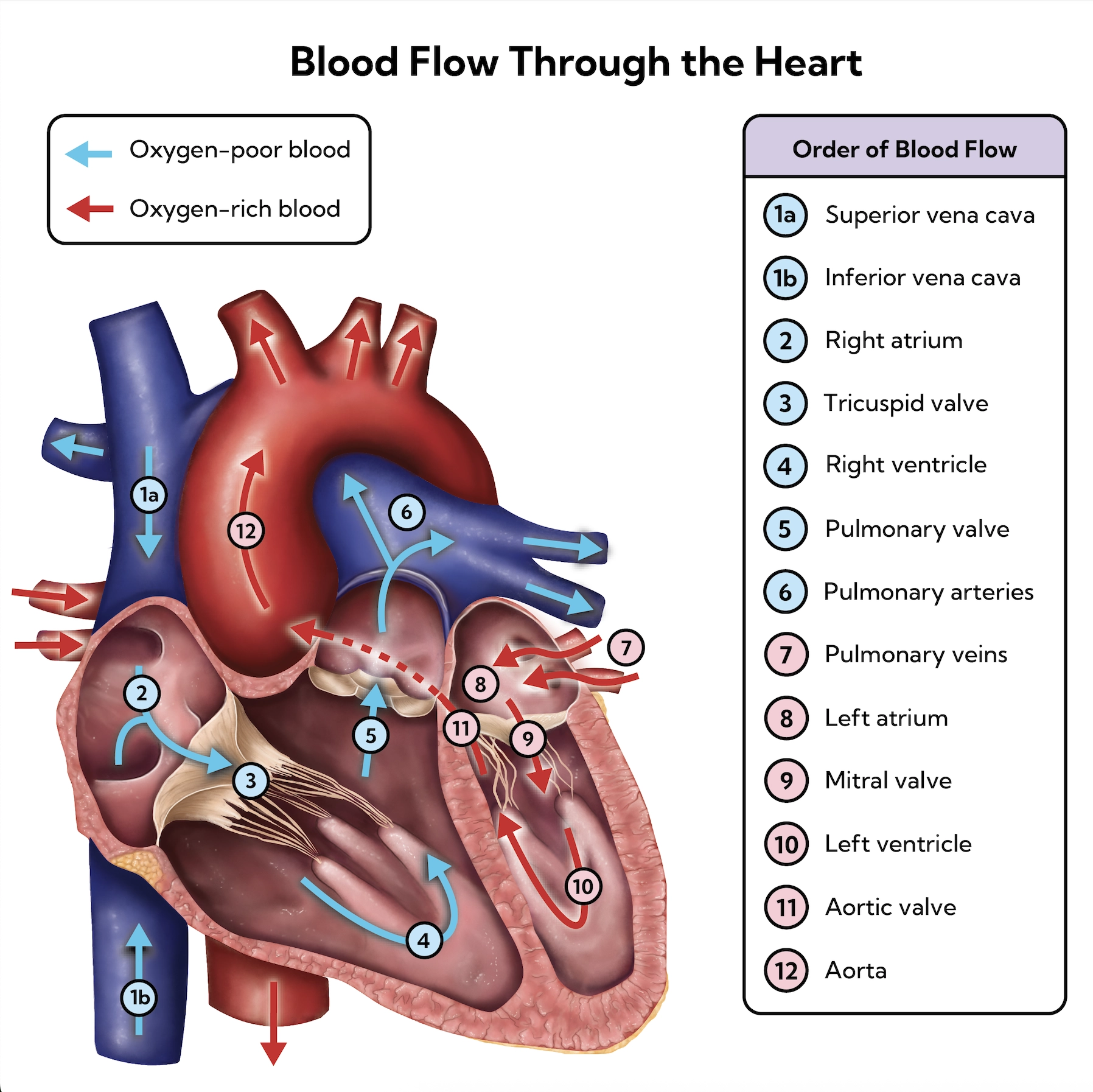A chart representing the blood flow through the heart.